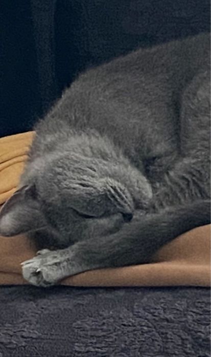 Британская голубая кошка