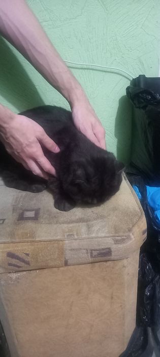 Добрая кошка в добрые руки