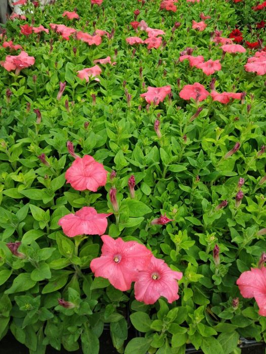 Продажа цветов петуния