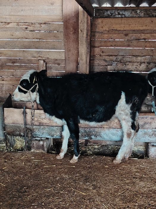 Город шымкент...