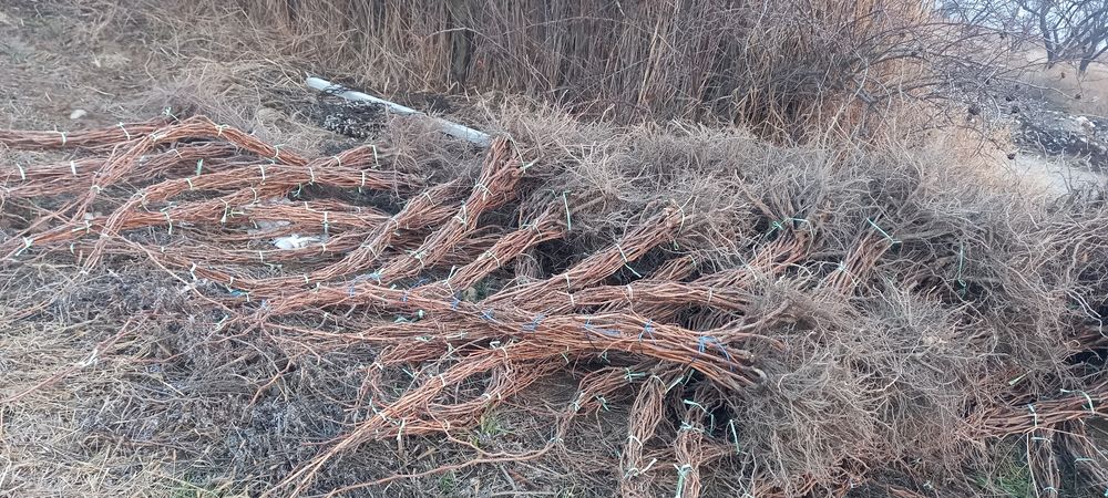 3 yillik uzum kochat