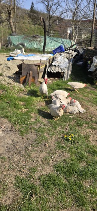Italiana perlat(lavanda)