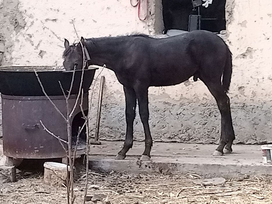 Ona bola ot sotiladi