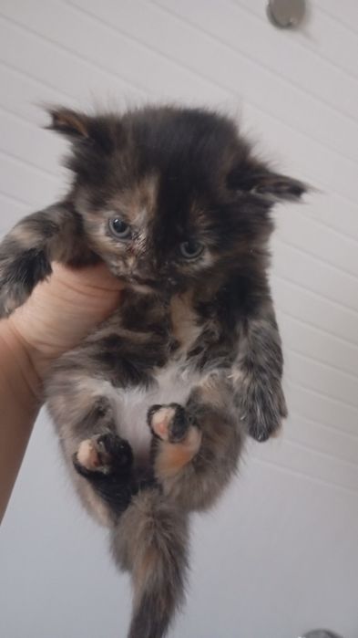 Отдам в добрые руки