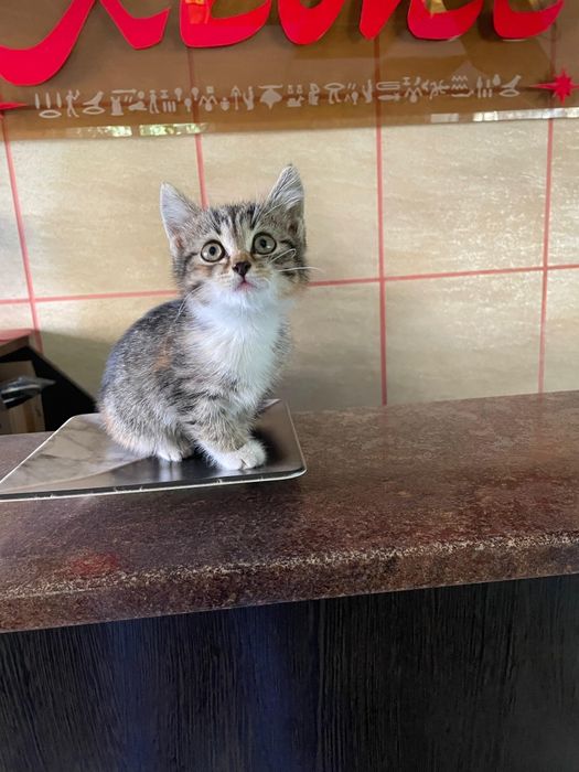 Отдам котёнка в семью