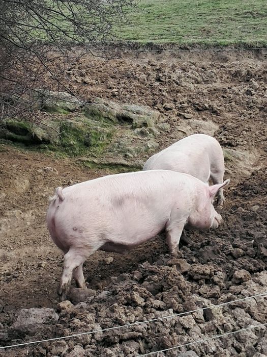 Продавам прасета.