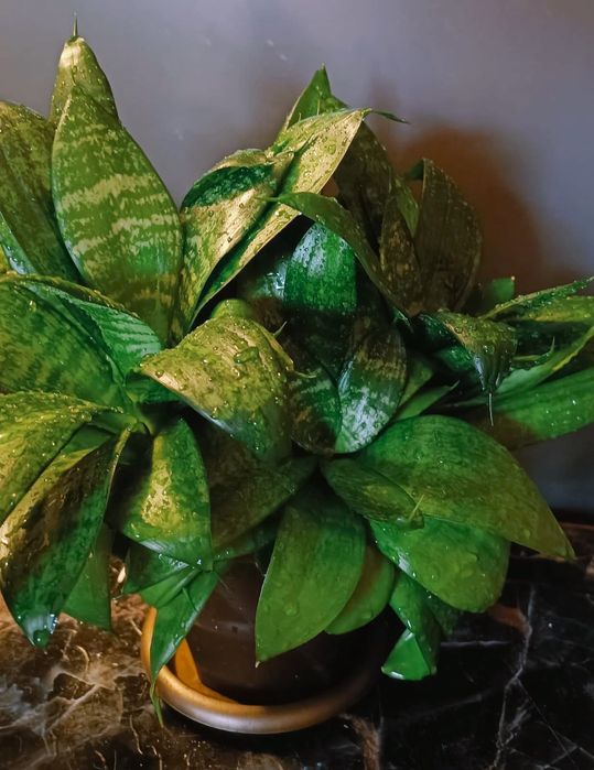 Сансевиерия - отличный подарок