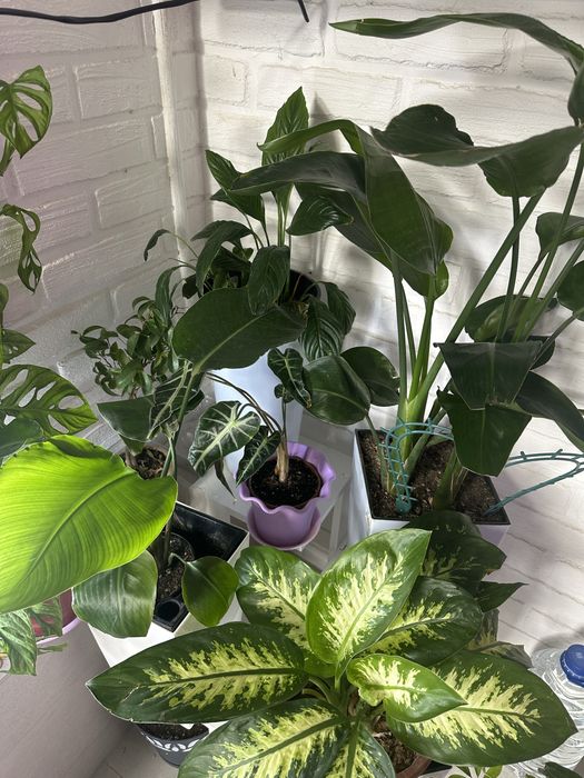 Растения как естественный фильтр воздуха