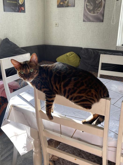 Бенгальская кошка