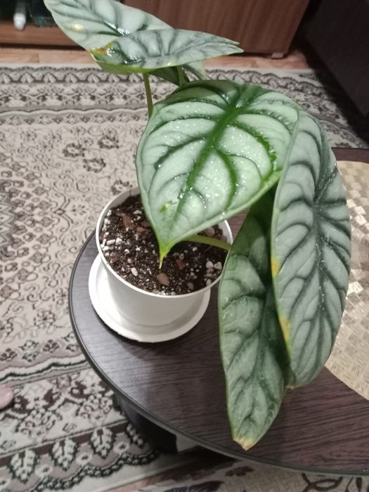 Алаказия Сильвер Драгон