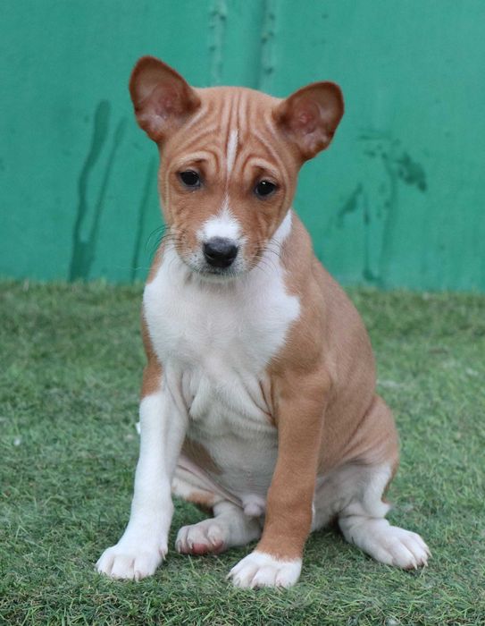Basenji cu pedigree FCI