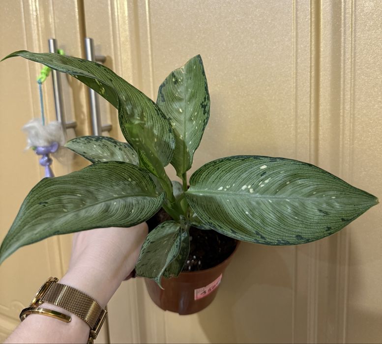 Диффенбахия Мемори Корси