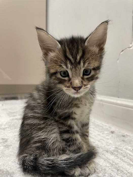 Котята мейн куна 100к