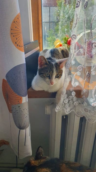 Котёнок в хорошие руки