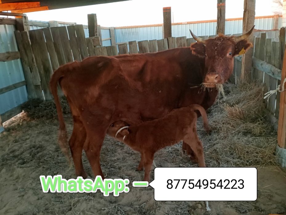 Сиыр бұзаулы сатылады