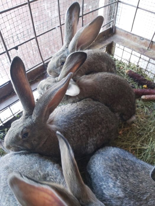 iepuri urias german belgian