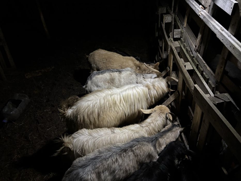 Млади заплодени кози пръч и малко пръчле