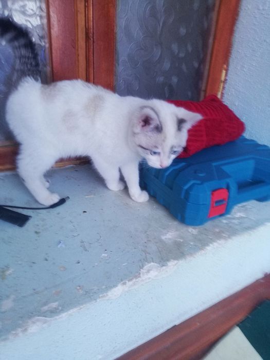 Mushuk porodistiy tayskiy poroda chiroyli