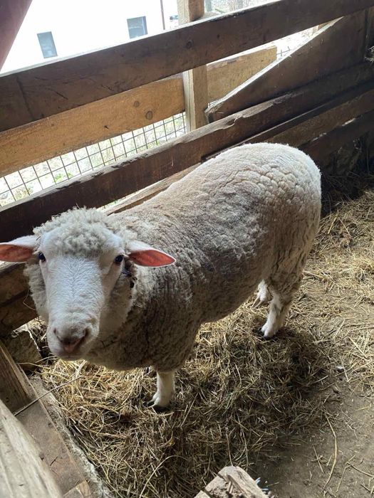 Продава овен Ил дьо франс