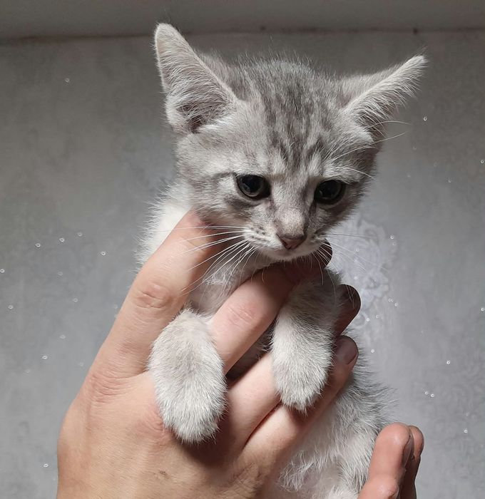 Дарю котят в добрые руки