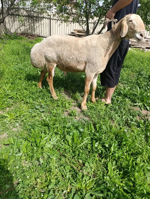 Кочкар арашан продам