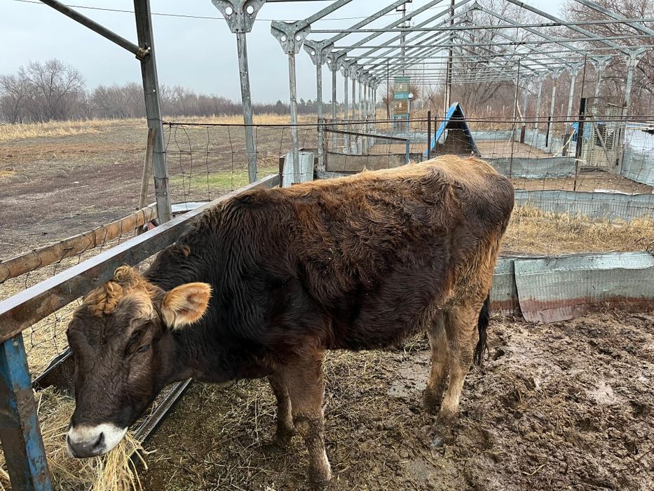 Корова первотелка