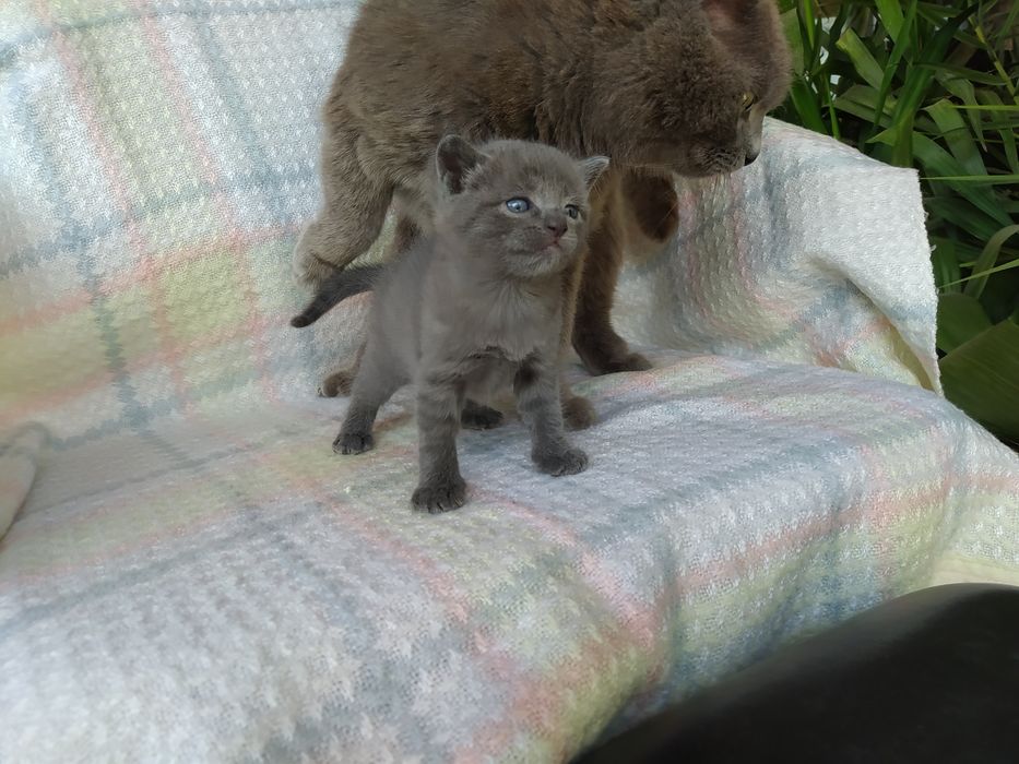 Сиво руско коте (момче)