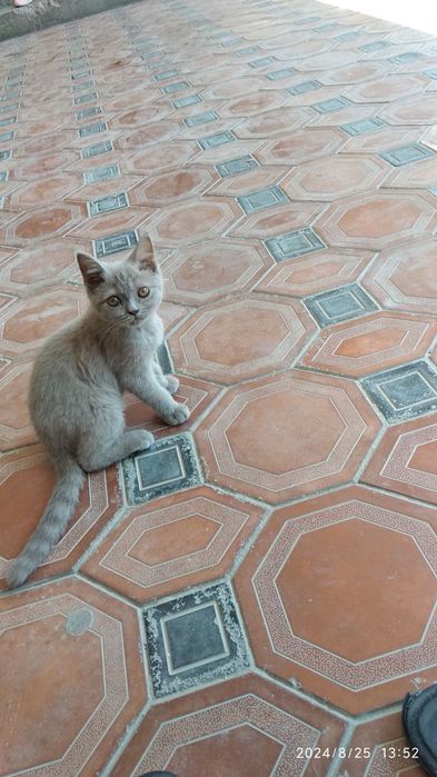 Кошка пародисты  телда колгани