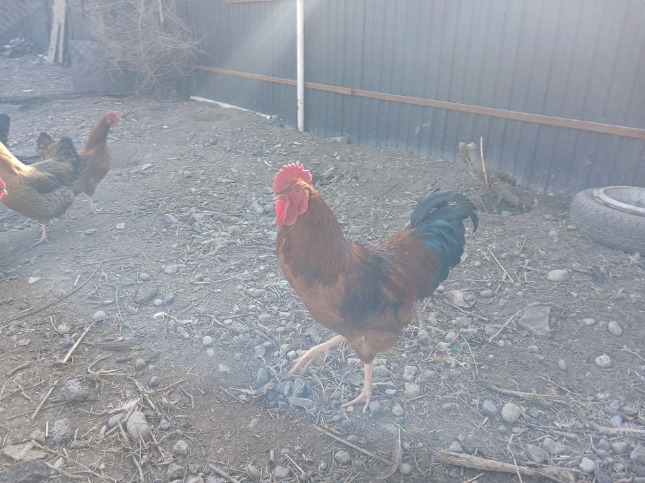 Инкубационные Яица