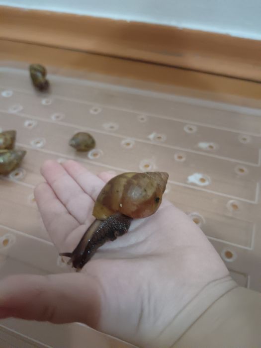 Суперактивные улитки