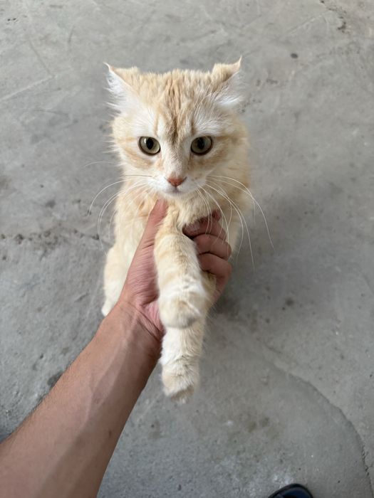 Mushu ona bola bolasi 1 ta zotor mushula