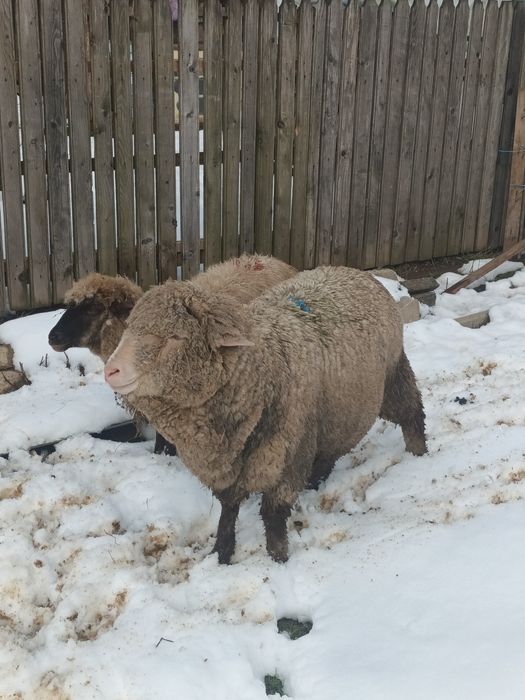 Berbecut de vânzare