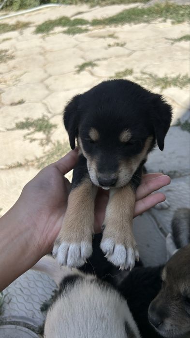 Щенята бесплатно