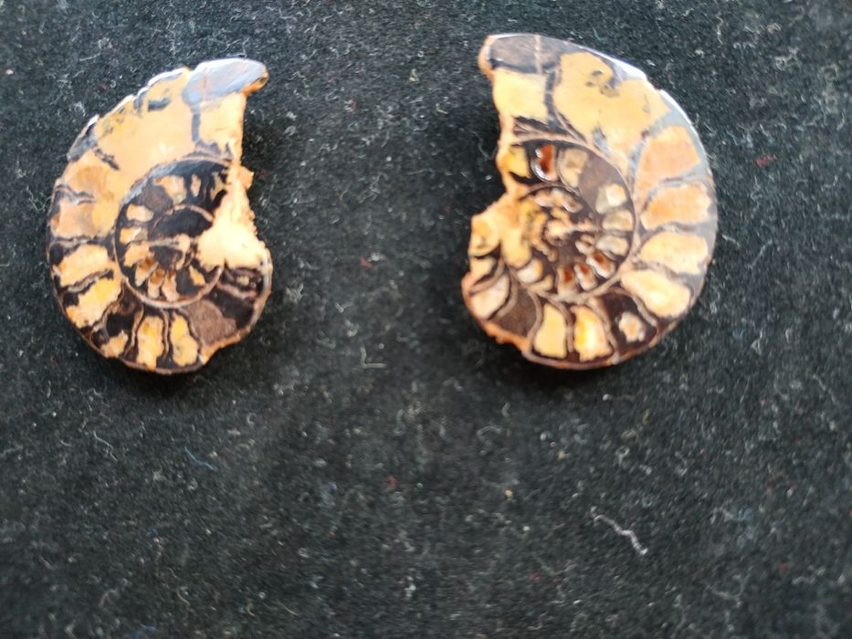 Брошка и обеци от естествени амонити-фосили, произход о. Мадагаскар