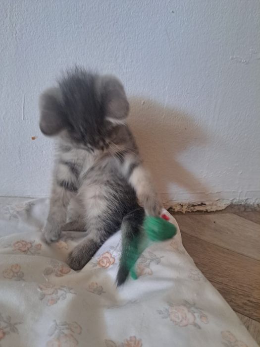 Котики для добрые руки