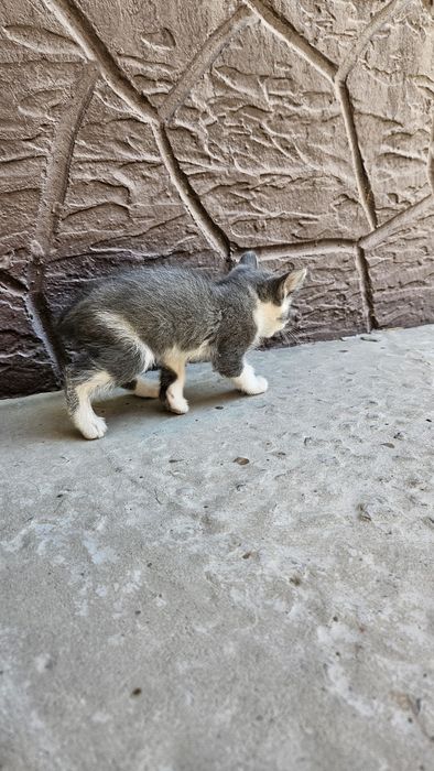 Котёнки продаются