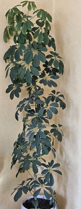 Комнатное растение Шеффлера  1,65 м