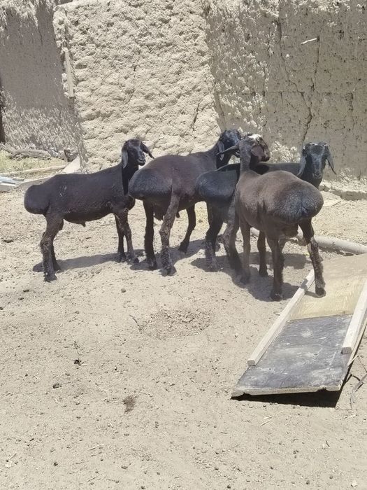 Qo'chqorlar sotiladi yaxwi narxlarda