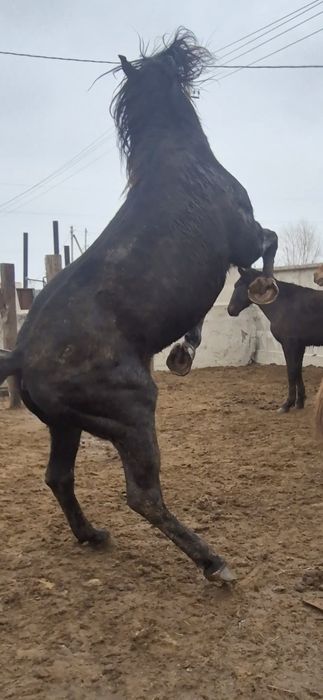 Айгыр Жкребецы ..