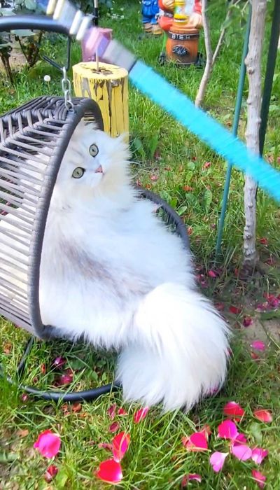 Baiat SUPERB  Scottish fold cu pedigree wcf