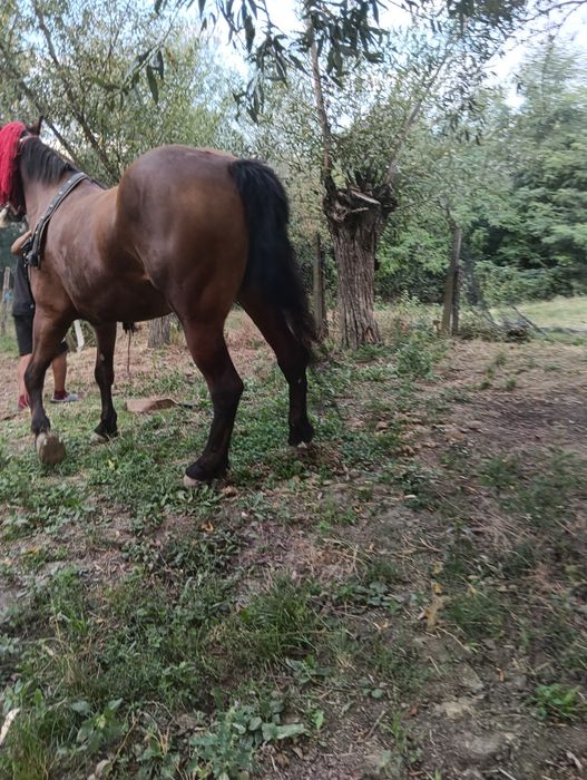 De vânzare o iapa de 9 ani
