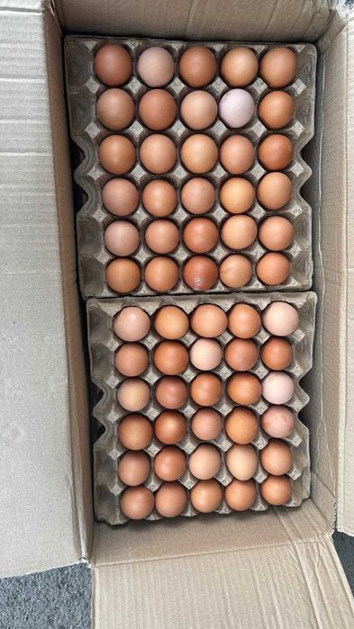 Яйцо куриное оптом Алматы BH