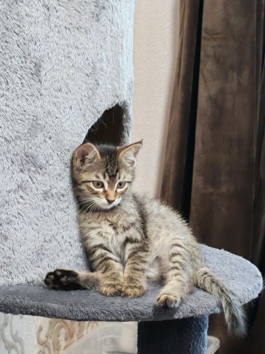 Котëночек в хорошую семью
