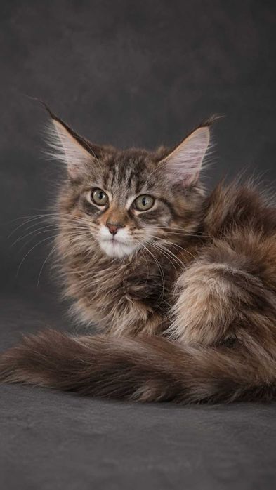 ATHENA – Maine Coon femelă f22, pedigree | www.lynxrunecode.com