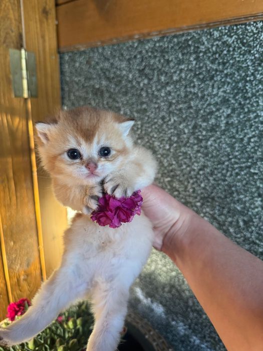 Британски котенца
