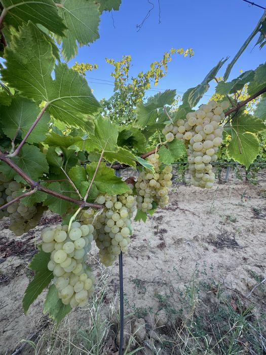 Struguri Vin -Ferma Viticola -Podgoria Panciu
