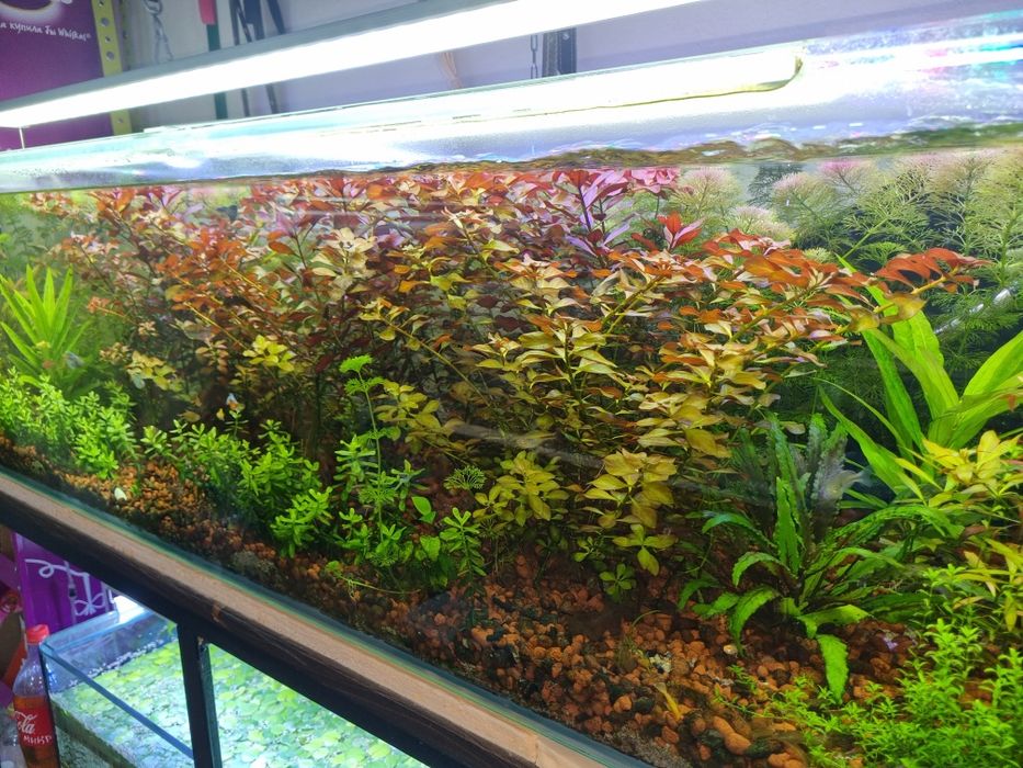Акаариумные растение