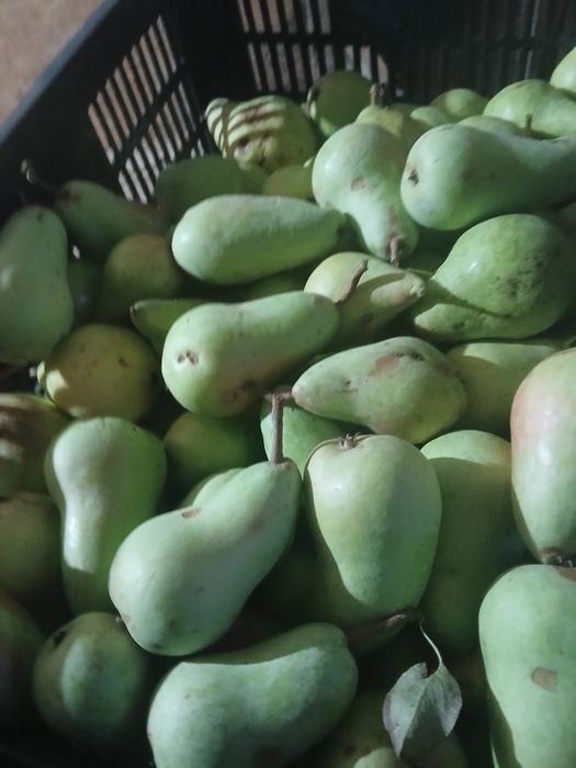 Prune Stanley si Anaspet pentru comercializare sau pentru tuica,mere Irisem si pere Monika de vanzare