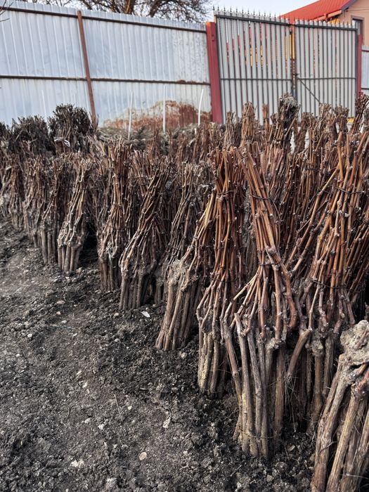 Vita de vie l,calitate superioară anul 3