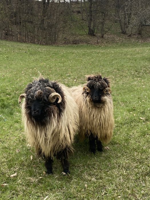 Vand sa schimb oi bucalai cu suv Suzuki